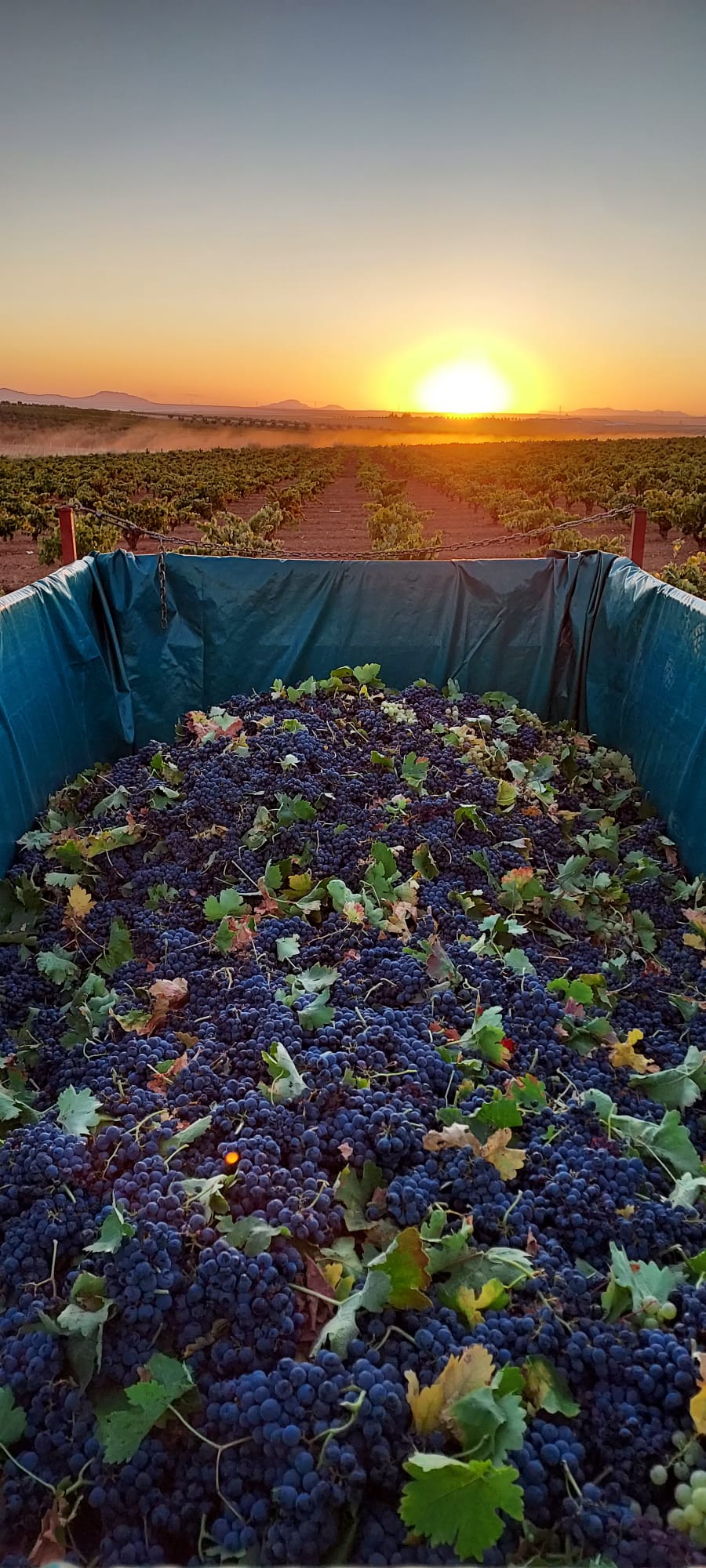 Amanecer Tempranillo