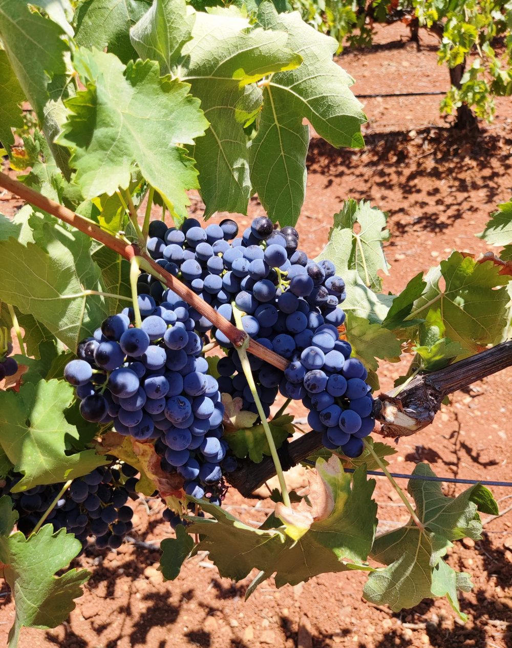 Uva Cencibel